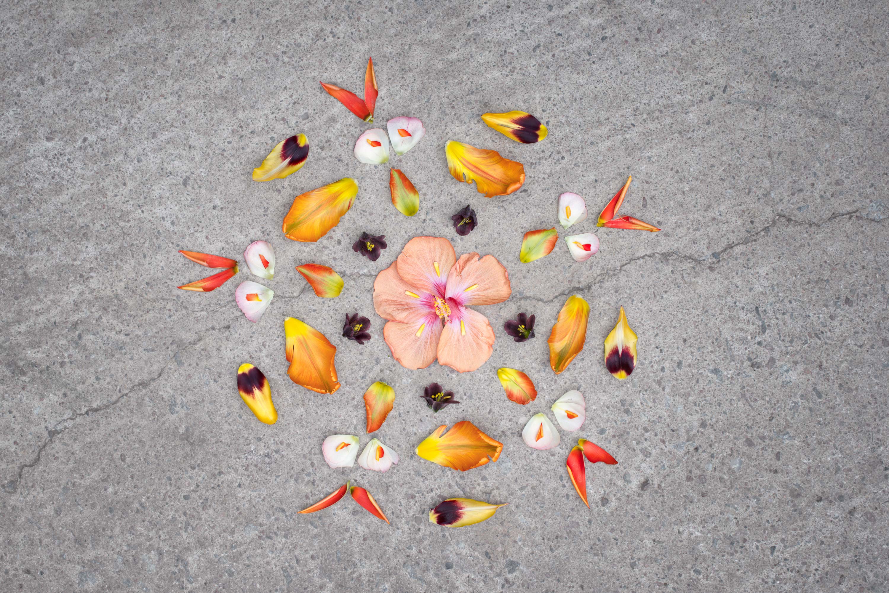 erik-hagman-flower-kaleidoscope-1303-04